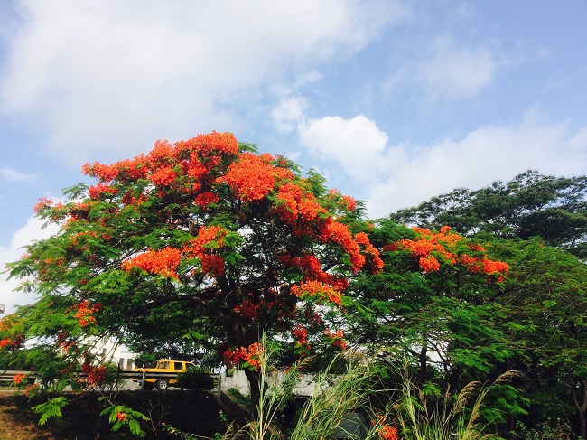 鳳凰花開---2017深聯HDI廠新春特輯