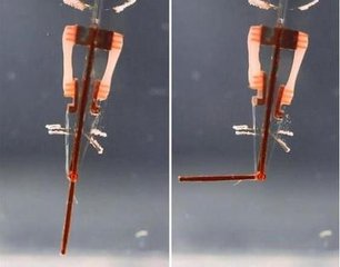 電路板廠之日本研發出世界首例人工肌肉手指機器人